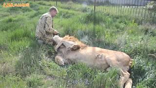 直接把狮子推下水！俄罗斯饲养员太勇敢了