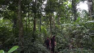 东南亚丛林生活实录