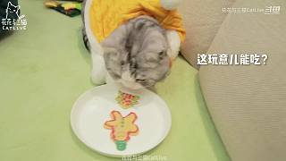 用乐高给猫做一次自助餐！实现他的愿望！
