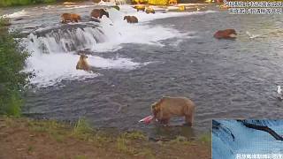 正在直播：鲑鱼洄游季，北美棕熊捕食鲑鱼
