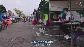 猫步走世界，萌宠24小时轮播