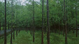 大自然的声音 治愈风景 帮助睡眠
