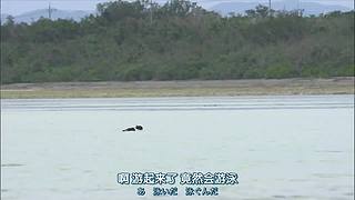猫步走世界，萌宠24小时轮播