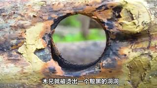 越南小哥的丛林生活