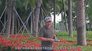 你的海南军阀给你带来最地道的赶海