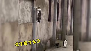 唉呀妈呀！笑抽抽了！