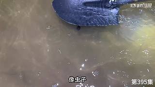 大齐赶海，又是出大货的一天