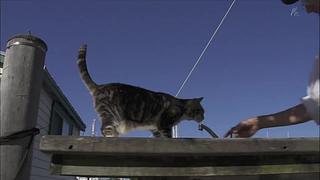 猫步走世界，萌宠24小时轮播