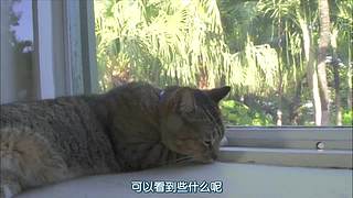 猫步走世界，萌宠24小时轮播