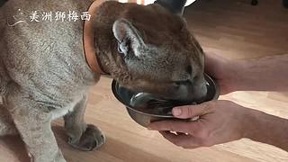 一只和人类共同生活了8年的美洲狮