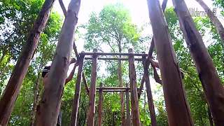 疯狂原始人带你荒野求生