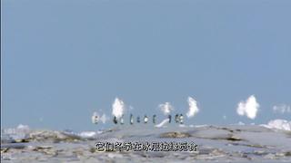 [大自然紀(jì)錄片]24小時(shí)輪播