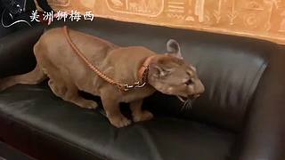 一只和人類共同生活了8年的美洲獅