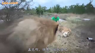直接把獅子推下水！俄羅斯飼養(yǎng)員太勇敢了