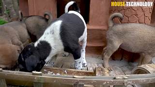 荒野動物建筑師的直播間