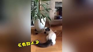 唉呀媽呀！笑抽抽了！