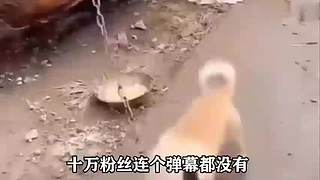 流小豆   爆笑配音動畫
