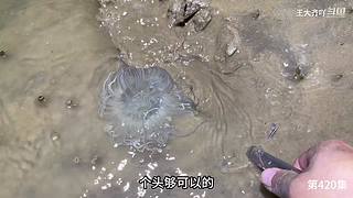 大齊趕海，又是出大貨的一天
