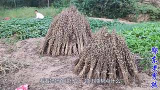 大別山的真實生活