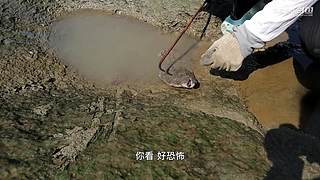 漁妹帶你來趕海，來看有沒有你沒見過的