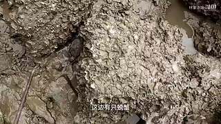 渔妹带你来赶海，来看有没有你没见过的