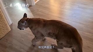 一只和人类共同生活了8年的美洲狮