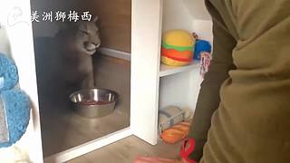 一只和人类共同生活了8年的美洲狮