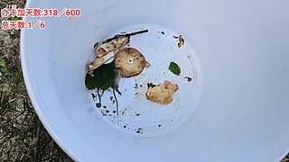 《荒野求生-巫山行》day2