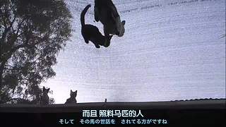 猫步走世界，萌宠24小时轮播