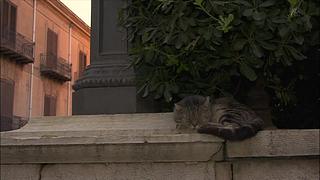 猫步走世界，萌宠24小时轮播