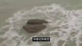 伴你入梦的娱乐科普