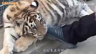 直接把狮子推下水！俄罗斯饲养员太勇敢了