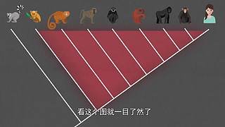 把大脑切成两半会怎样？有趣的裂脑实验