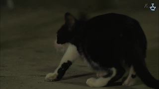 猫步走世界，萌宠24小时轮播
