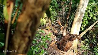 荒野求生，带大家体验不一样的生活