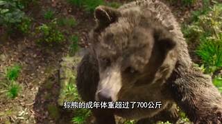 把大脑切成两半会怎样？有趣的裂脑实验
