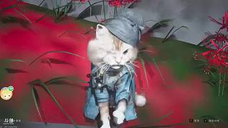 一直犯困的猪的直播间