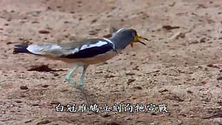 [大自然纪录片]24小时轮播
