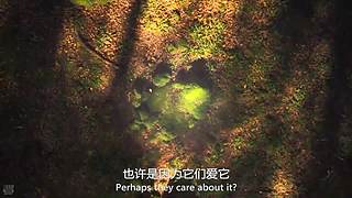 [大自然纪录片]24小时轮播