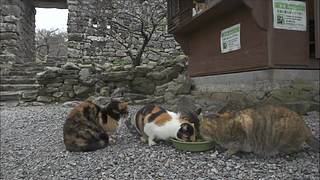 猫步走世界，萌宠24小时轮播