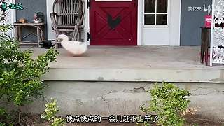 搞笑天堂岛
