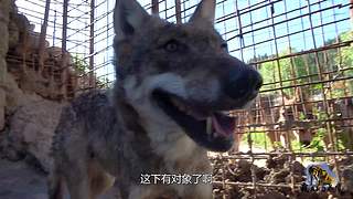 【狼王出没】欢迎围观我的新疆养狼日常！