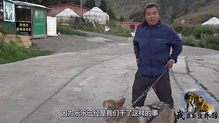 【狼王出没】欢迎围观我的新疆养狼日常！