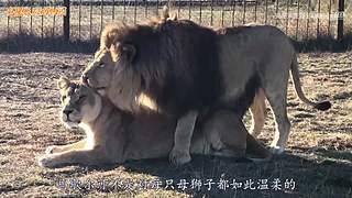 直接把狮子推下水！俄罗斯饲养员太勇敢了