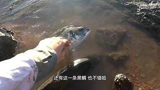 渔妹带你来赶海，来看有没有你没见过的