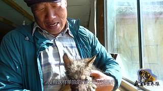 【狼王出没】欢迎围观我的新疆养狼日常！
