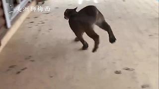 一只和人类共同生活了8年的美洲狮