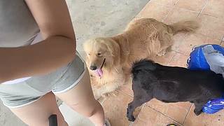 重生之我在麻团减肥 12465657