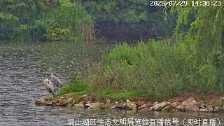 在线观鸟··