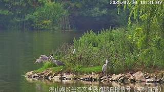 在线观鸟··